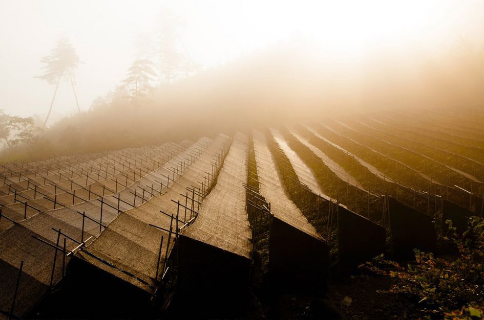 Ginseng_field